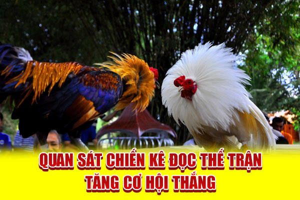 Quan sát chiến kê đọc thế trận tăng cơ hội thắng