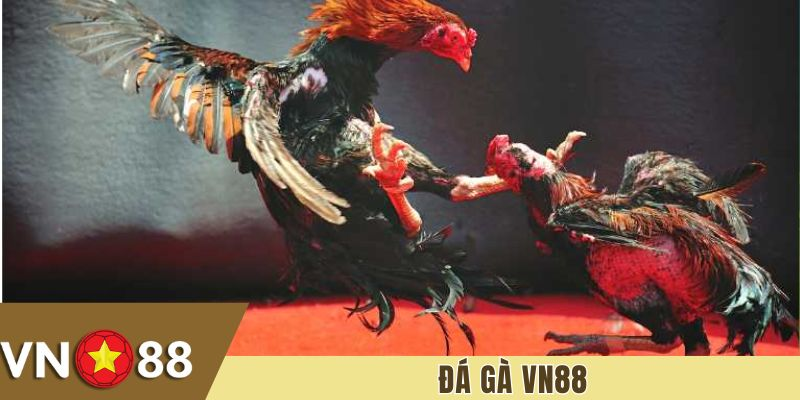 Đá Gà VN88 – Sân Chơi Chuyên Nghiệp Cho Người Chơi Thông Thái