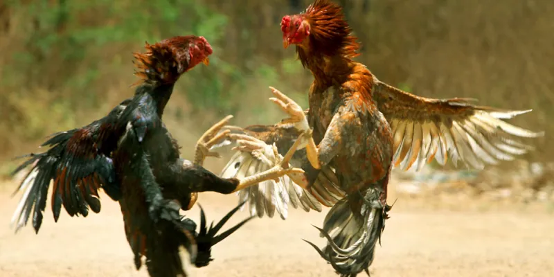 Sân chơi đá gà Ko66 hấp dẫn, đa dạng thể loại cho mọi sư kê