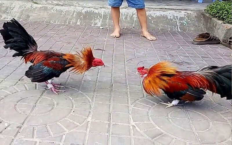 Cách quan sát đòn đánh, đọc gà của cao thủ Ga6789