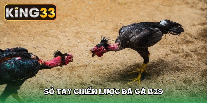 Cẩm nang chi tiết luật cược đá gà b29 cho tân binh