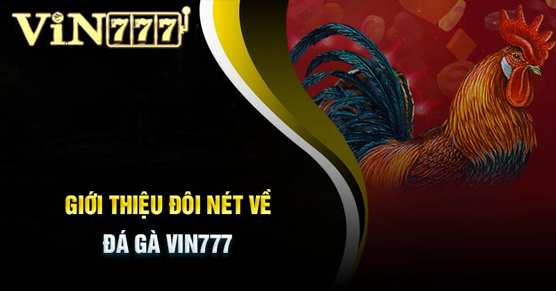 Đá gà Vin777 – Sôi máu đam mê, thắng lớn từng cú đá