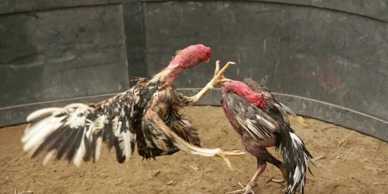 Hệ thống giải Cockfighting được yêu thích ở Campuchia