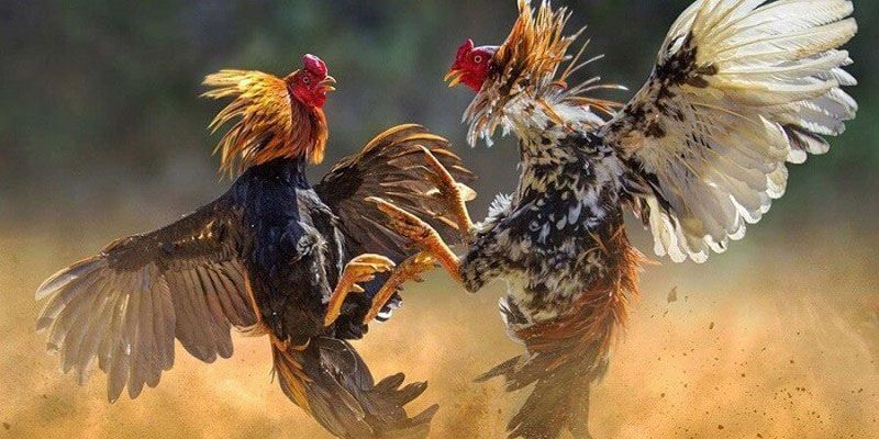 Đá Gà Campuchia – Theo Dõi Những Trận Đấu Hấp Dẫn, Đặc Sắc