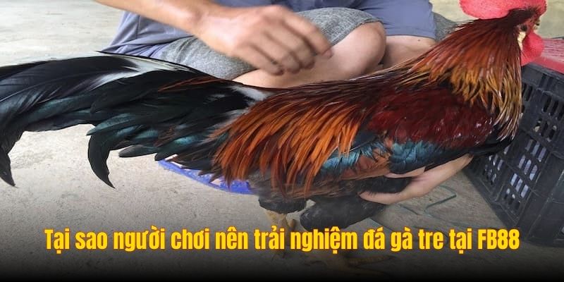 Tại sao người chơi nên trải nghiệm đá gà tre tại sân chơi nohu90