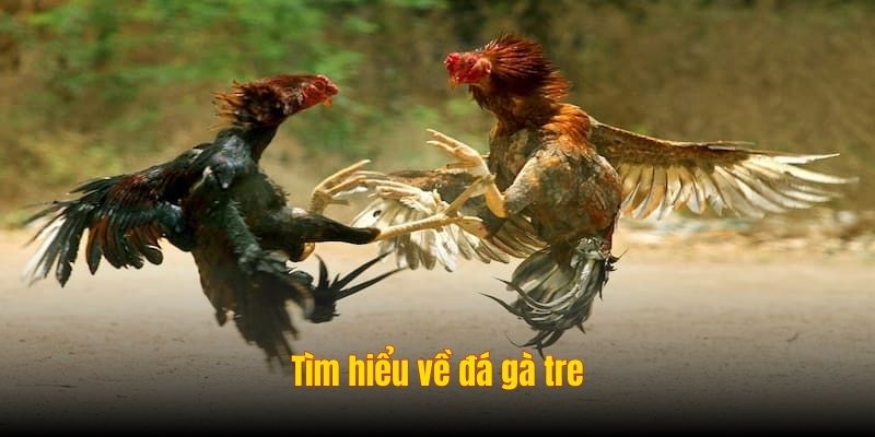 Đá Gà Tre nohu90: Lựa Chọn Hoàn Hảo Cho Kê Sư Chuyên Nghiệp