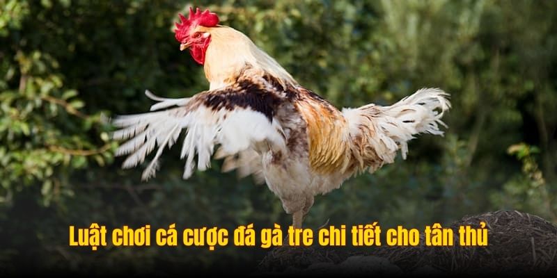 Luật chơi đá gà tre chi tiết cho tân thủ