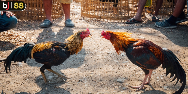 tong-quan-bj88-da-ga-va-kinh-nghiem