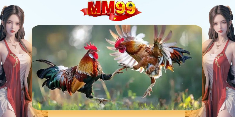 Trải nghiệm đá gà trực tiếp, bản sắc của sảnh game