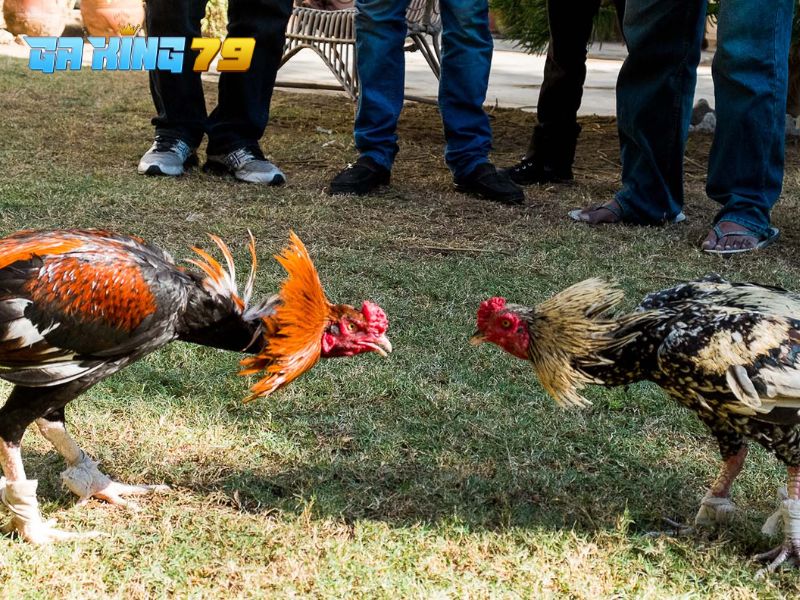 GAKING79 – Nền Tảng Trực Tiếp Đá Gà Số 1 Việt Nam 2026