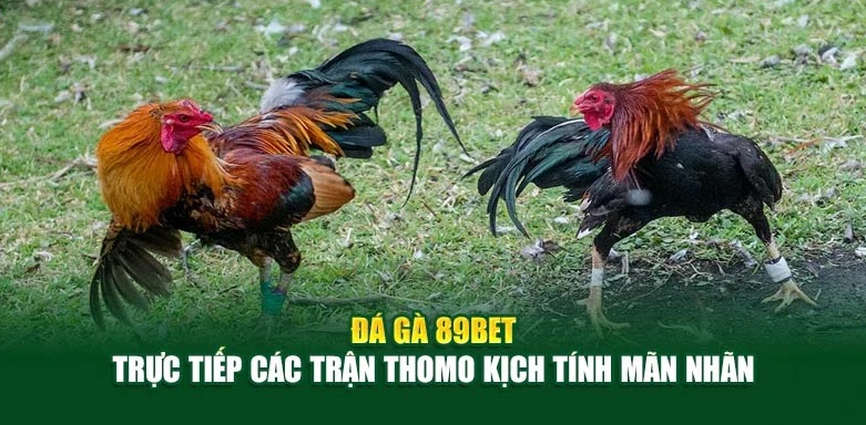 Đá Gà 89bet – Trực Tiếp Các Trận Thomo Kịch Tính Mãn Nhãn