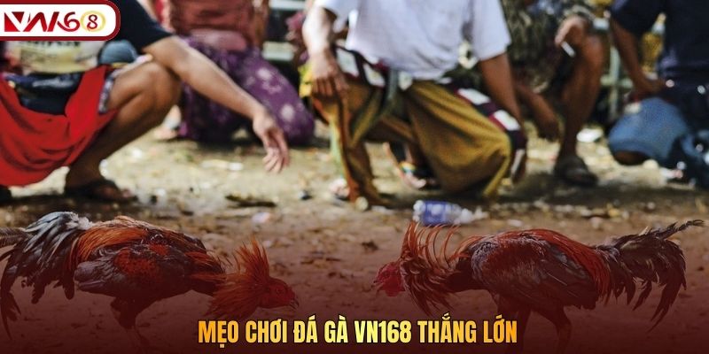 Mẹo chơi đá gà VN168 thắng lớn