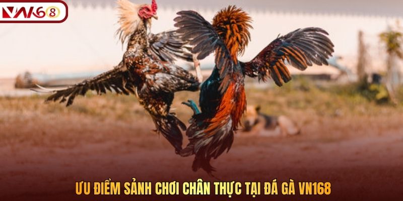 Ưu điểm sảnh chơi chân thực tại đá gà VN168