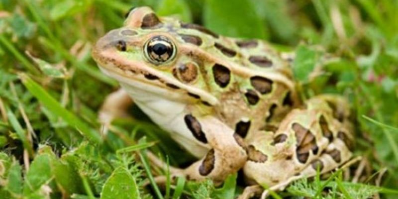 Giấc mơ bắt ếch: Cánh cửa dẫn đến những điều kỳ diệu?