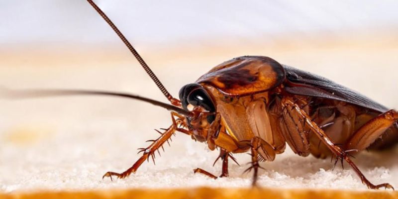 Giải mã giấc mơ thấy gián: Bí mật đằng sau những con số may mắn