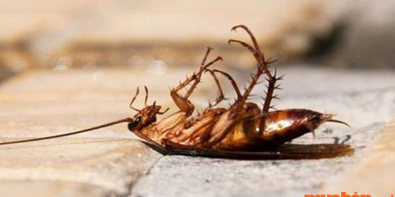 Giấc mơ thấy gián: Nên đánh con gì để trúng lớn?